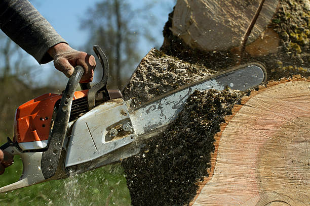 How Our Tree Care Process Works  in  Gatlinburg, TN